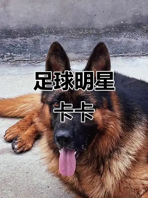 获赠偶像签名球衣，“省实欧文”：要把衣服挂在卧室里